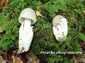 Amanita albogrisescens-amf2268